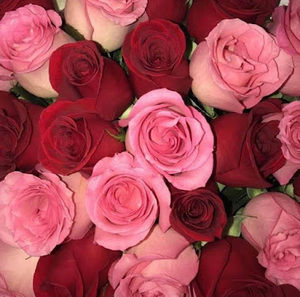 Meet your Posher, Achta